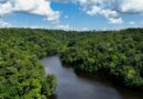 No Dia Mundial do Meio Ambiente, Governo do Brasil ressalta avanços conquistados pelo país desde 2023