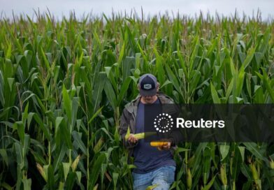Vendas antecipadas de milho de MT para 26/27 estão lentas por incertezas com El Niño