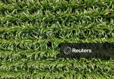 USDA indica que EUA plantaram menos milho em 2026, mas área veio acima do previsto