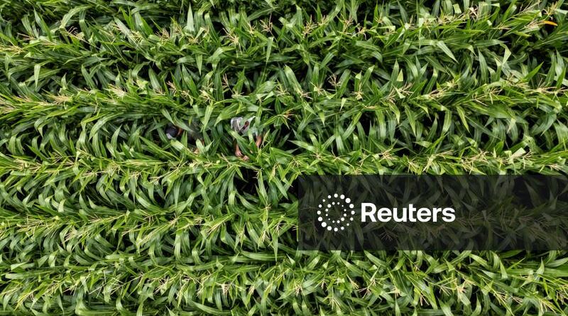USDA indica que EUA plantaram menos milho em 2026, mas área veio acima do previsto