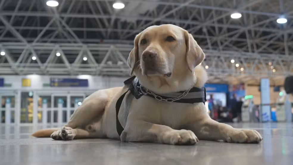 Aérea libera embarque de cães de grande de até 30 kg na cabine dos aviões