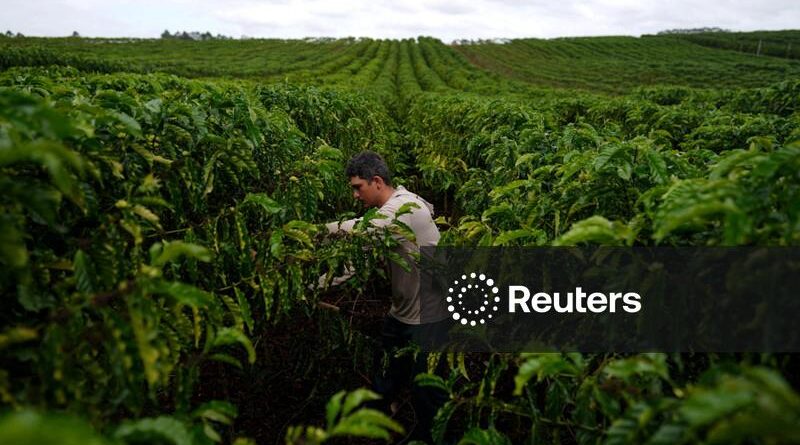 Exportação de café do Brasil aumenta 14,4% em junho, diz Cecafé