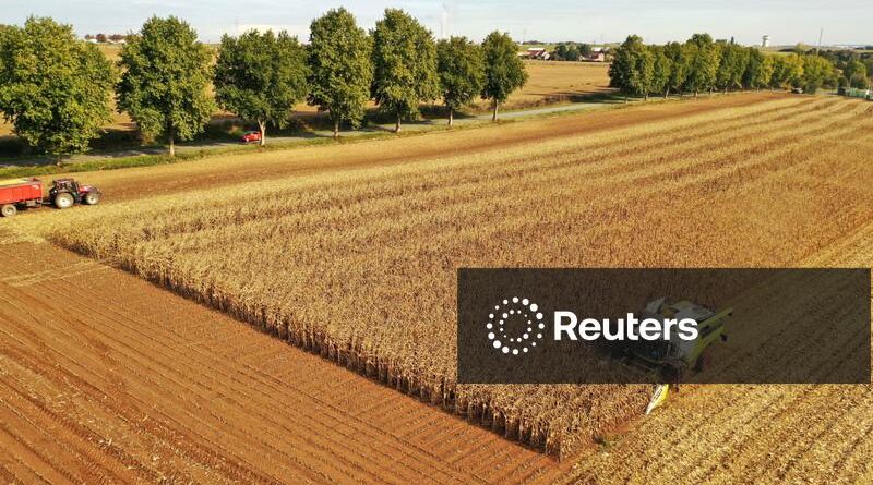 Monitor de safras da UE reduz perspectivas de colheita e alerta para novas revisões