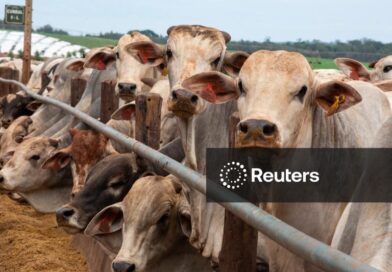 Governo ajusta controles de exportação de carnes para atender exigências contra antimicrobianos da UE