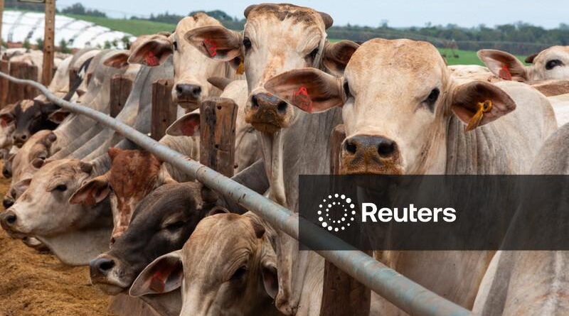 Governo ajusta controles de exportação de carnes para atender exigências contra antimicrobianos da UE