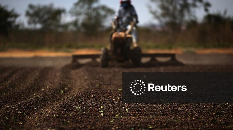 Exportação de café verde do Brasil recua 16,6% em 2025/26, diz Cecafé