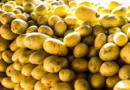 Preço da batata negociada nas principais Ceasas tem queda média de 37,33%