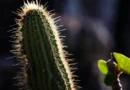 Turismo na Caatinga destaca a diversidade do único bioma exclusivamente brasileiro