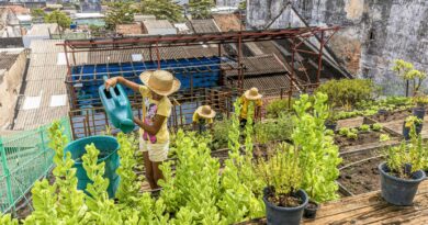 Curso gratuito da Embrapa ensina o passo-a-passo para fazer uma horta comunitária