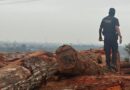 PF e Ibama combatem exploração e venda ilegais de madeira no Pará