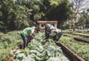 Governo aprimora compra de alimentos da agricultura familiar para a alimentação escolar