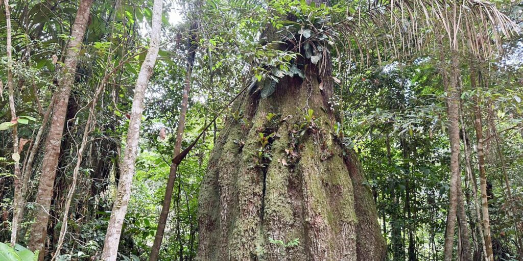 Lista das espécies da flora ameaçadas de extinção é atualizada