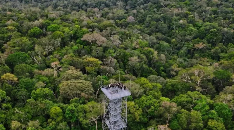 Amazônia reduz desmatamento histórico, mas segue sob pressão humana