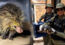 Animal silvestre invade residência em Manaus e Guarda Municipal é acionada