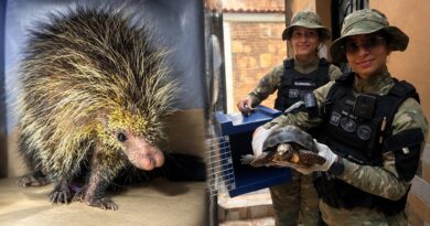 Animal silvestre invade residência em Manaus e Guarda Municipal é acionada Animal silvestre invade residência em Manaus e Guarda Municipal é acionada